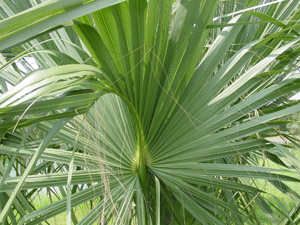 Palmetto palm or Cabbage palm frond